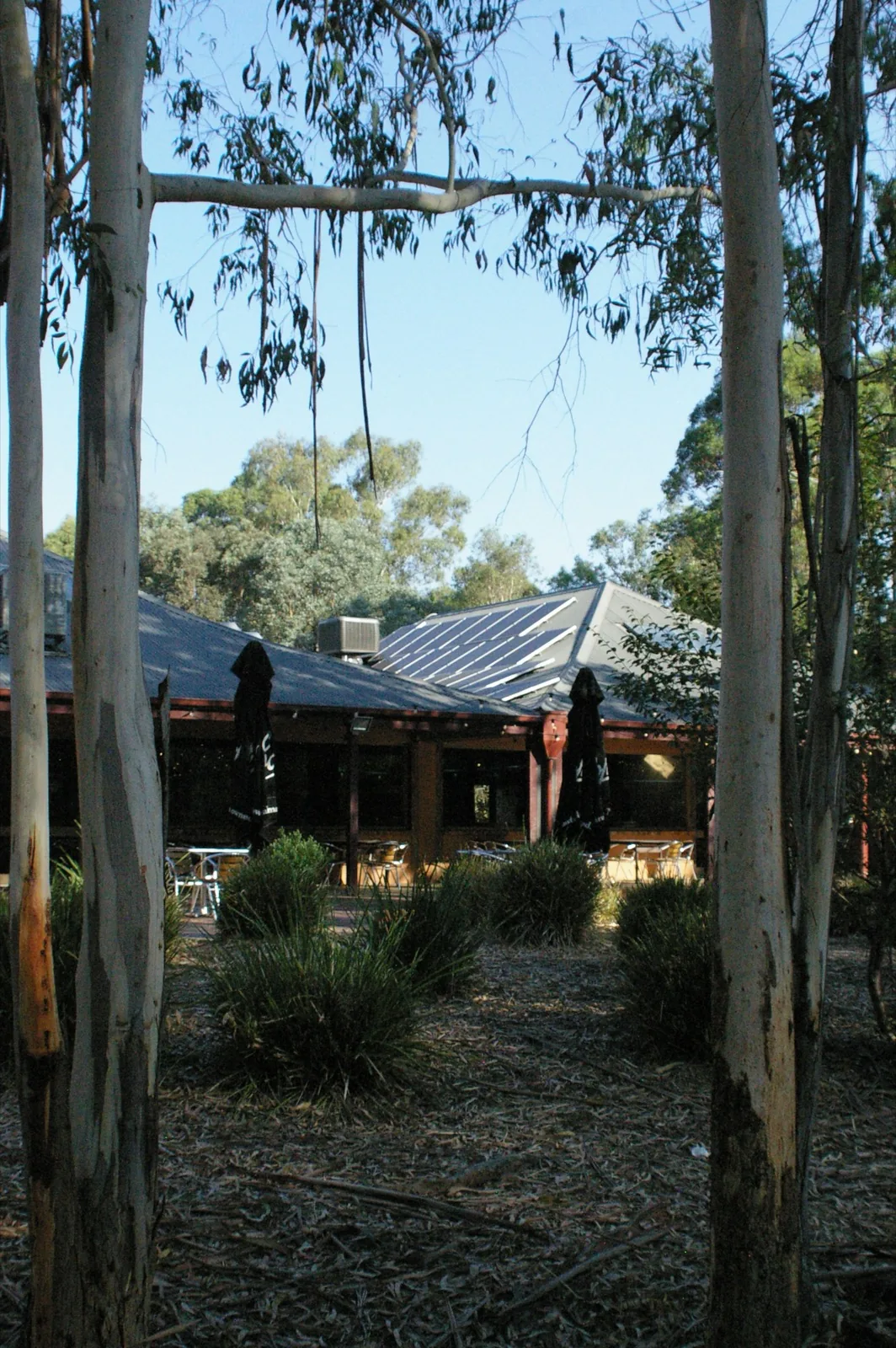 The Bridges building seen through tall gum trunks, tables set outside.