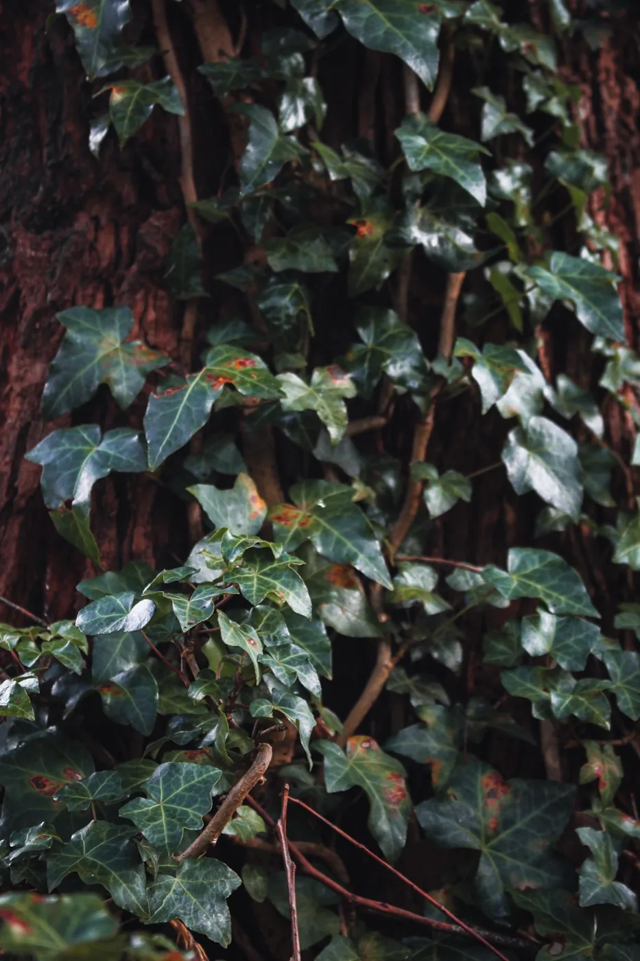 Ivy climbing the trunk of a large tree.