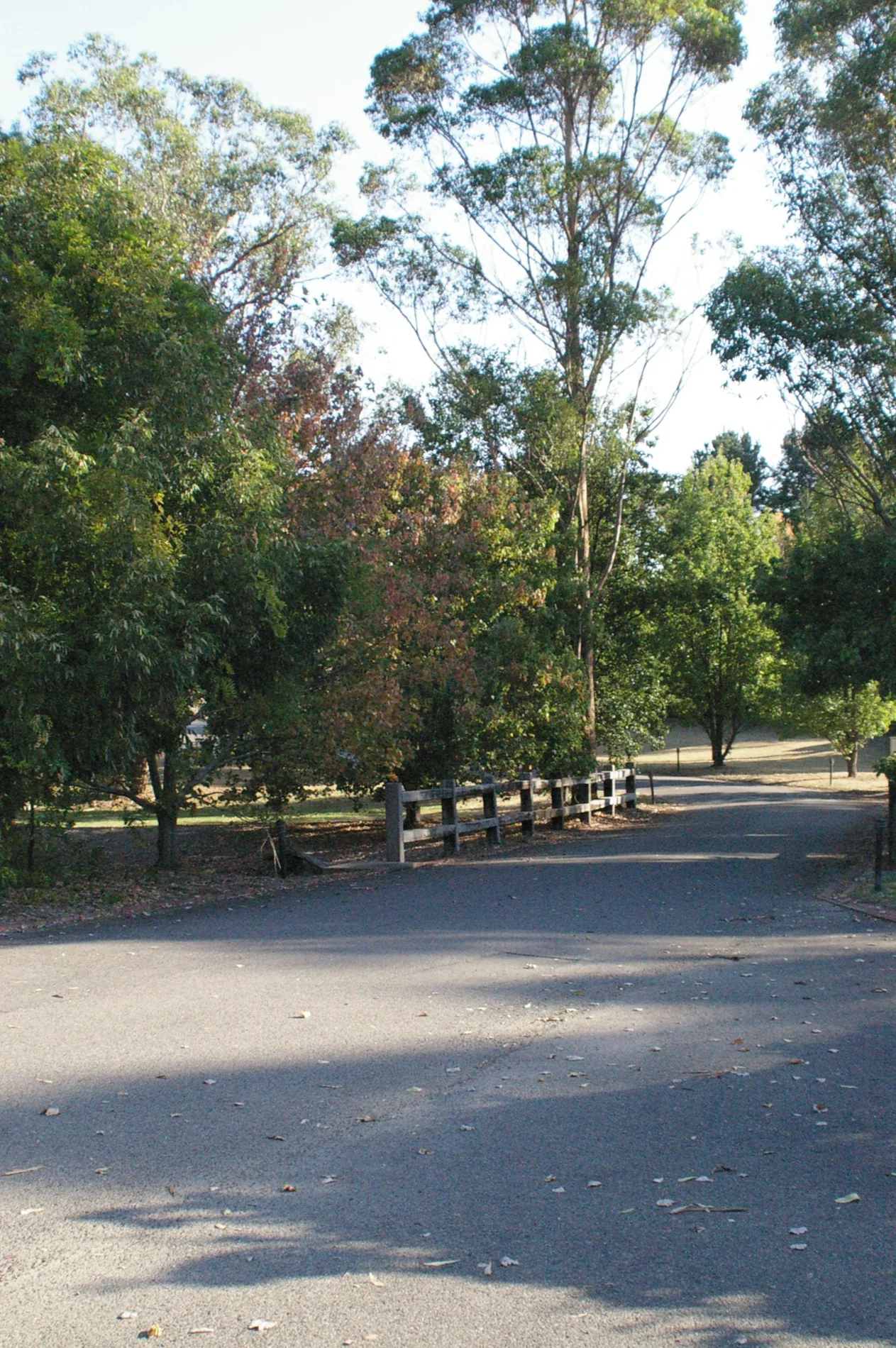The tree-lined drive into Bridges in low afternoon light.