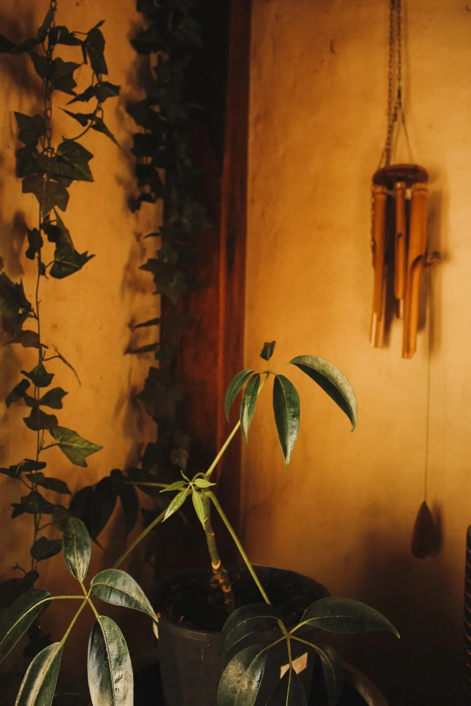 A wind chime and trailing plant against a warm mud brick wall.